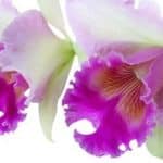 Orchidée Cattleya