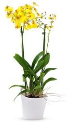 Orchidée oncidium