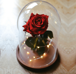 Rose Sauvage% 100 Naturel Rose Enchanted Enchantée Vivre Toujours Rose En Verre La Belle Et La Bête Rose 