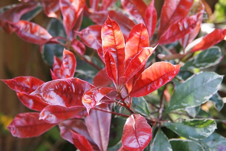 la taille du photinia favorise le développement de ses feuilles rouges 