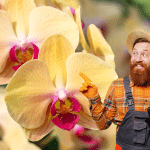 Comment bouturer une orchidée