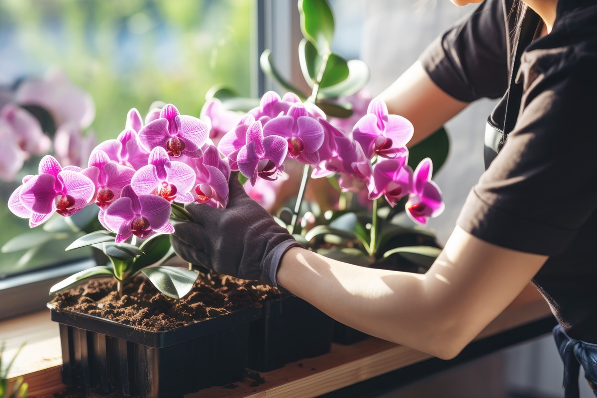 Conseils pour bouturer une orchidée