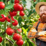 Pieds de Tomates : Cette Erreur de Fin de Saison que 90% des Jardiniers Font Sans le Savoir !
