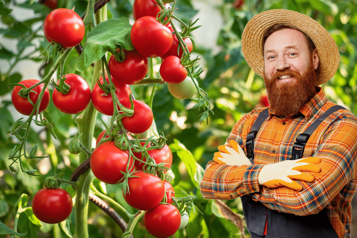 Pieds de Tomates : Cette Erreur de Fin de Saison que 90% des Jardiniers Font Sans le Savoir !