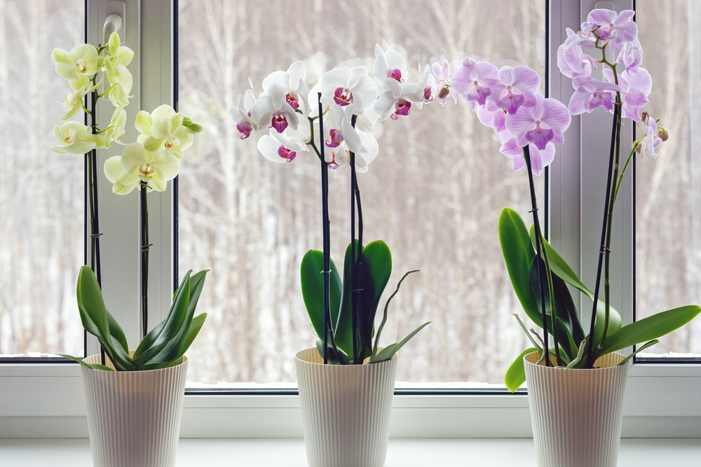 secret incroyable pour transformer vos orchidées en plantes luxuriantes